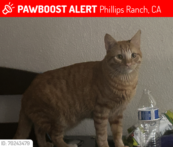 Lost Male Cat last seen Reservoir st, Phillips Ranch, CA 91766