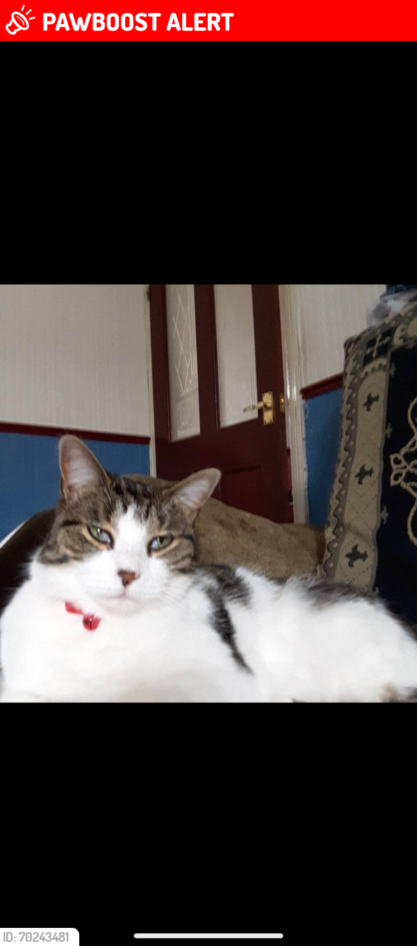 Lost Female Cat last seen Stockport offerton area, Greater Manchester, England SK1 4JY