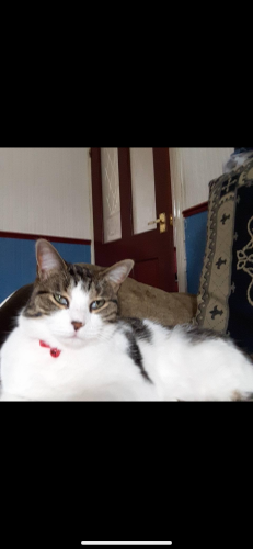 Lost Female Cat last seen Stockport offerton area, Greater Manchester, England SK1 4JY