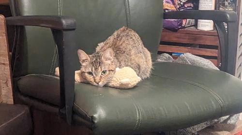 Lost Female Cat last seen Oltorf/IH 35 N., I 35 N Frontage Rd, TX 78626