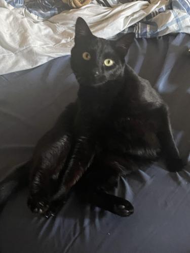 Lost Male Cat last seen Behind Woodbury and Walmart, Madison Charter Township, MI 49221