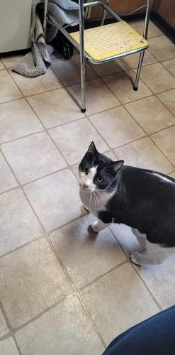 Lost Male Cat last seen 23rd street coweeman middle school, Kelso, WA 98626