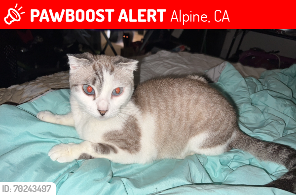 Lost Female Cat last seen Marshall Rd., Alpine Ca 91901, Alpine, CA 91901