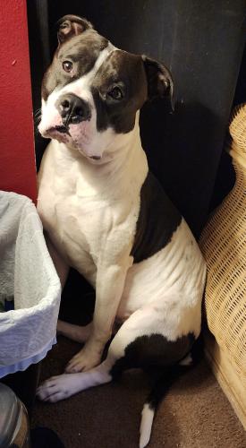 Lost Male Dog last seen Harris St and Star St, Rocky Mount, NC 27804