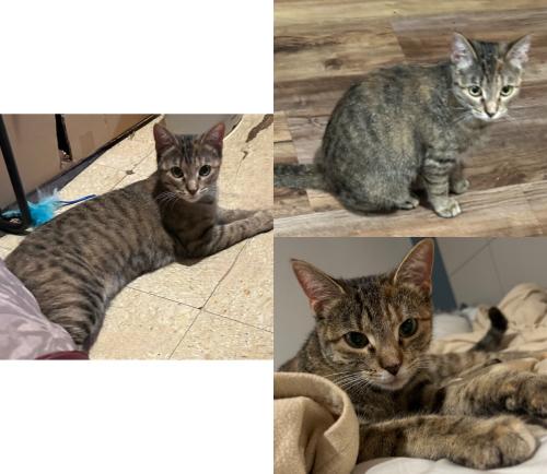 Lost Female Cat last seen Buda, near Walgreens on old San Antonio rd/Main Street , Buda, TX 78610