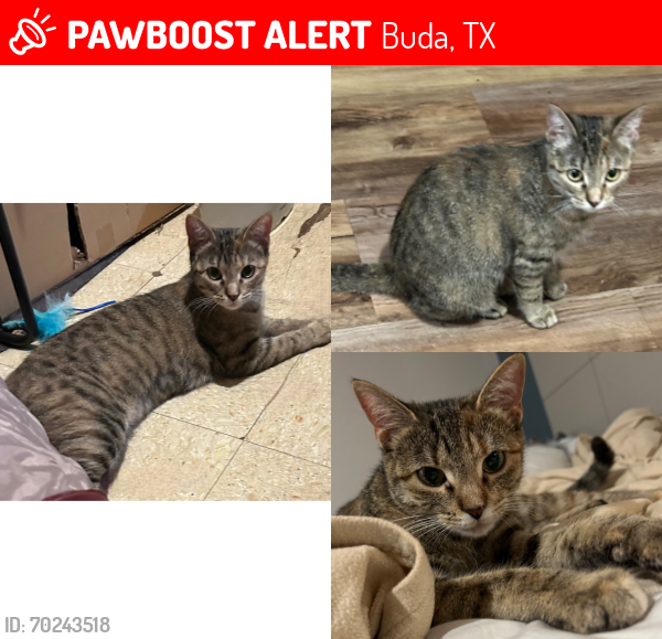 Lost Female Cat last seen Buda, near Walgreens on old San Antonio rd/Main Street , Buda, TX 78610