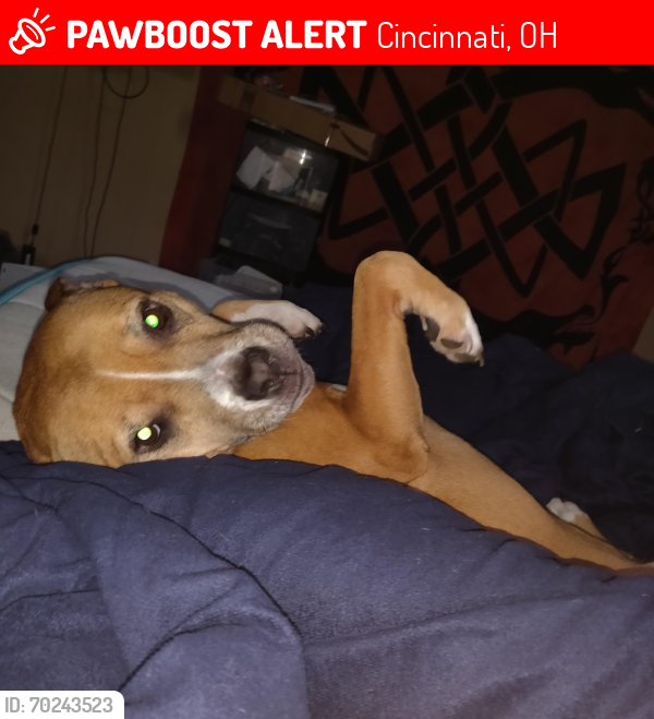 Lost Female Dog last seen Sheed rd, Cincinnati, OH 45247