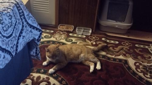 Lost Male Cat last seen S pacific hwy woodburn, Woodburn, OR 97071