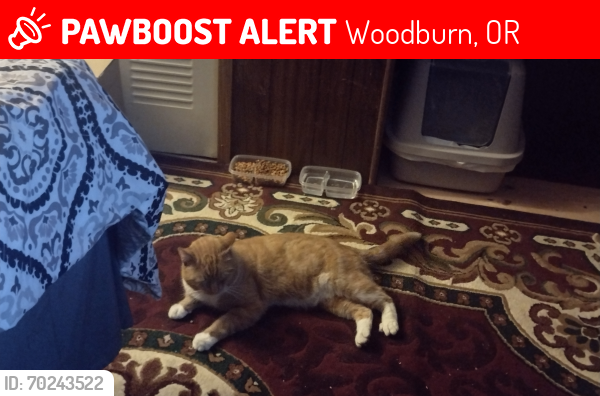 Lost Male Cat last seen S pacific hwy woodburn, Woodburn, OR 97071