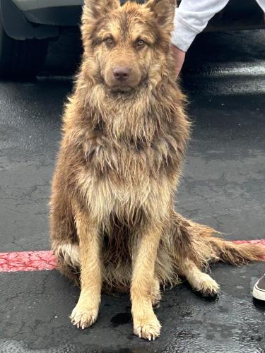Found/Stray Unknown Dog last seen Arlington Animal Center, 1000 SE Green Oaks Blvd, 1000 E Green Oaks, Arlington, TX 76018, Arlington, TX 76018