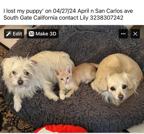 Lost Female Dog last seen Firestone , South Gate, CA 90280