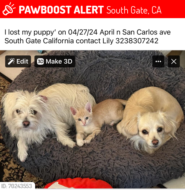 Lost Female Dog last seen Firestone , South Gate, CA 90280