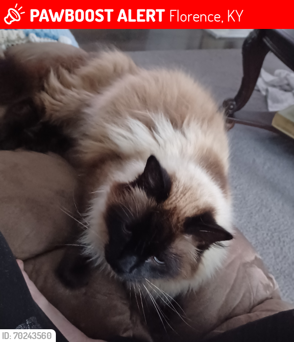 Lost Male Cat last seen belair and tee strreet, Florence, KY 41042