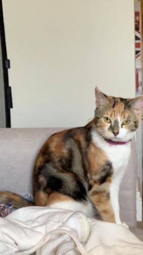 Lost Female Cat last seen Hereford road, 58A , Shropshire, England SY3