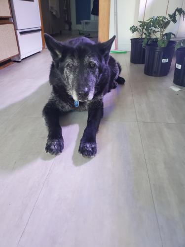 Lost Male Dog last seen 11th Ave E and St Catherine, Vancouver, BC 