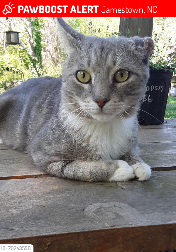 Lost Male Cat last seen Harvey rd jamestown , Jamestown, NC 27282