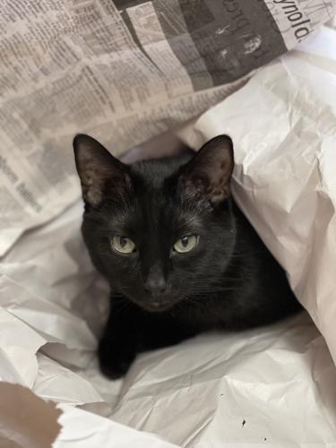 Lost Male Cat last seen Near SE 14th St Des Moines, IA  50320 United States, Des Moines, IA 50320