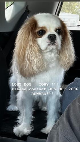 Lost Male Dog last seen Little Havana ( Pequeña Habana), Miami, FL 33130