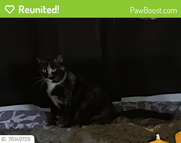 Reunited Female Cat last seen Dwyer st., Deltona, FL 32725