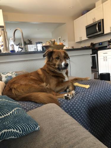 Lost Male Dog last seen City park, by the south side of the fountain , Denver, CO 80206