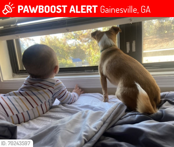 Lost Male Dog last seen Towne Creek apmts , Gainesville, GA 30501