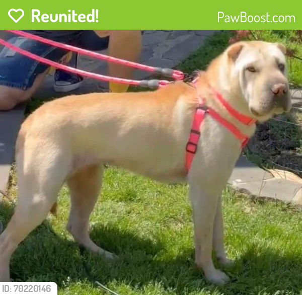 Reunited Female Dog last seen Herring Run Trail , Baltimore, MD 21213