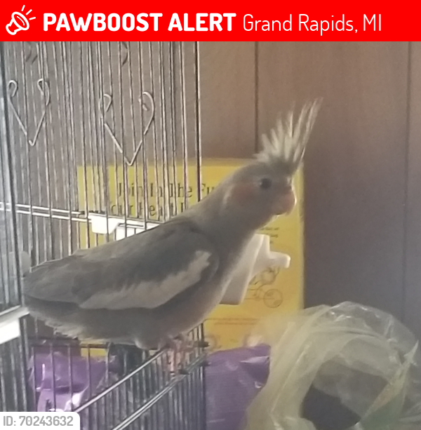 Lost Male Bird last seen Pinebrook Village, Grand Rapids, MI 49548