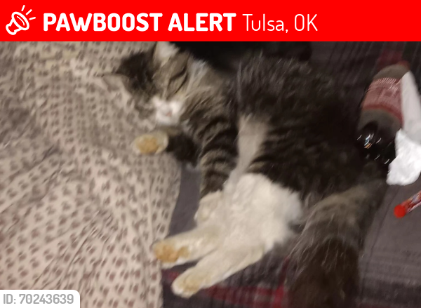 Lost Male Cat last seen Near n Lewis place, Tulsa, OK 74137