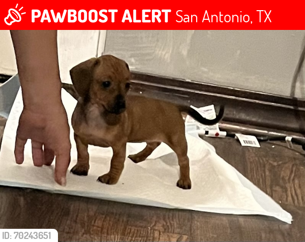 Lost Female Dog last seen New Braunfels /Gevers/ Poe middle school, San Antonio, TX 78210