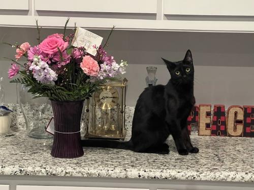 Lost Female Cat last seen Montego Bay, Fort Worth, TX 76123