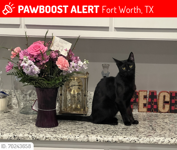 Lost Female Cat last seen Montego Bay, Fort Worth, TX 76123