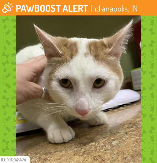 Shelter Stray Male Cat last seen Near , Indianapolis, IN 46221