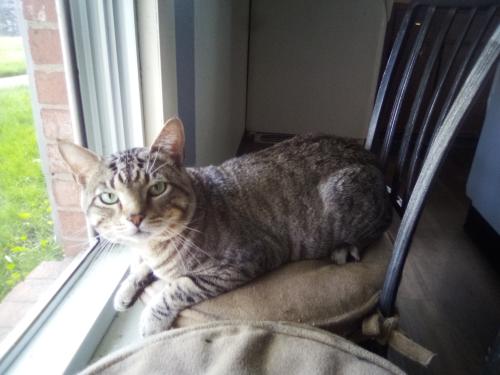 Lost Male Cat last seen College Ave and Petzinger Rd, Columbus, OH 43209