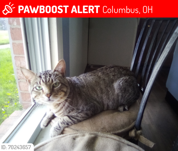 Lost Male Cat last seen College Ave and Petzinger Rd, Columbus, OH 43209