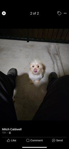 Found/Stray Unknown Dog last seen Kennedale, Kennedale, TX 76060