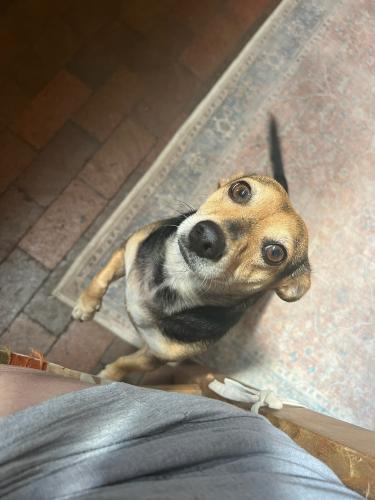 Lost Female Dog last seen Calle Barrio Nuevo and Lovato Lane , Rio Rancho, NM 87144