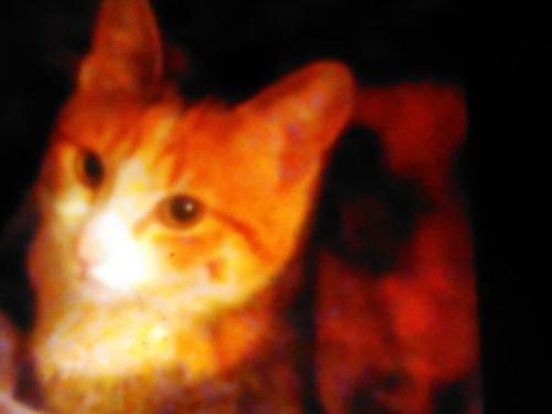 Lost Female Cat last seen Magnolia, Riverside, CA 92503