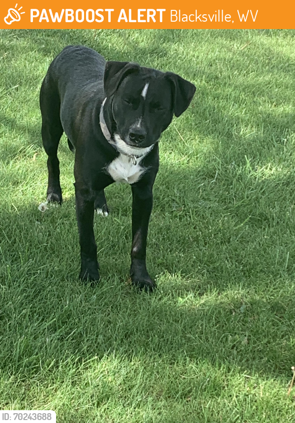 Found/Stray Male Dog last seen Pentress area , Blacksville, WV 26521