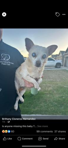 Lost Unknown Dog last seen Desert Ride and 52nd and Dawn, West, TX 76691