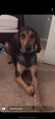 Lost Male Dog last seen Rivendell subdivision, Devonshire, Smithfield, midway rd, Anderson County, SC 29621
