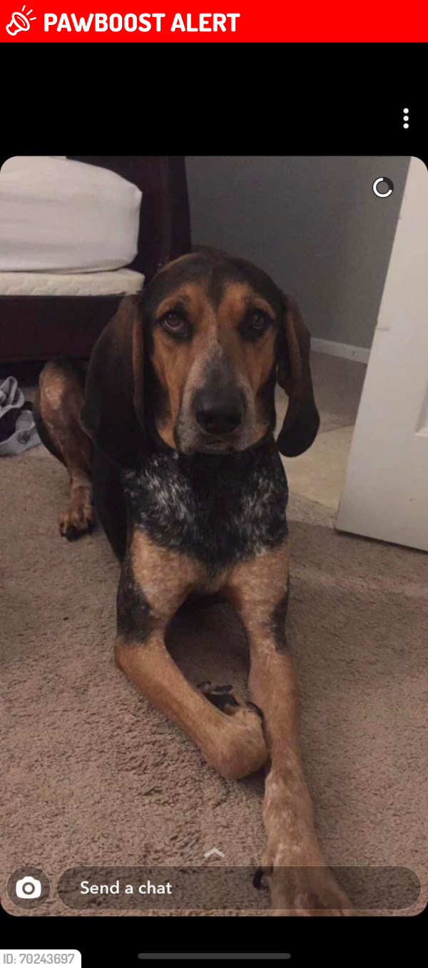 Lost Male Dog last seen Rivendell subdivision, Devonshire, Smithfield, midway rd, Anderson County, SC 29621