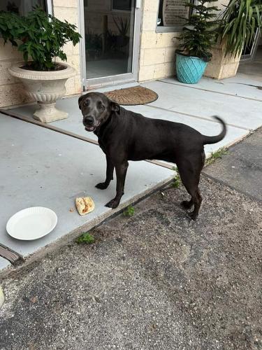 Lost Female Dog last seen HEB on Alameda street and Roberts and the picture was taken yesterday at the cove bar corpus Christi Texas Alameda and Robert Street should be anywhere in the area, Los Angeles County, CA 90222