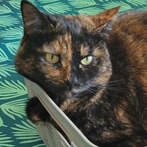 Lost Female Cat last seen Steepleview Road and Afton Road, Woodbury, MN 55125