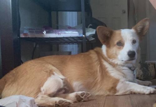 Lost Male Dog last seen S county Rd 1135, Midland, TX 79706