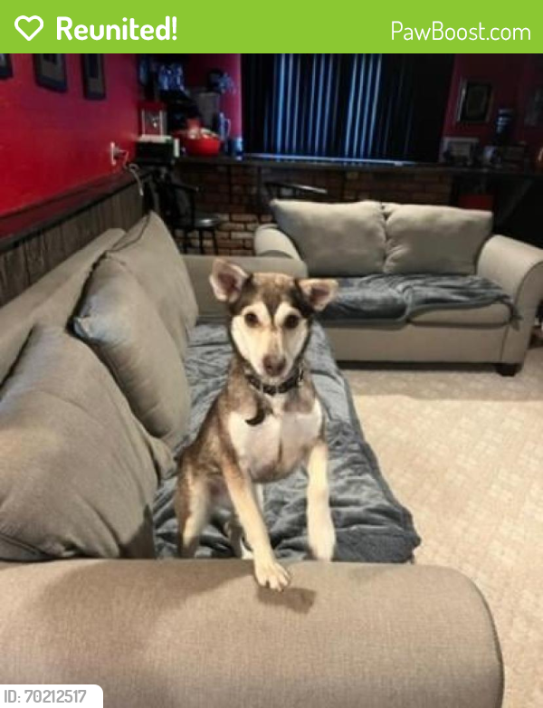 Reunited Female Dog last seen Jefferson Ave & West Meadow Rahway NJ, Rahway, NJ 07065