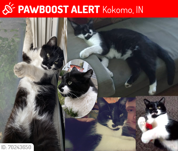 Lost Male Cat last seen N Lindsay St & W Broadway, 1 block south of Woody's on North St, nearby to Jansen's Tax Service, Kokomo, IN 46901