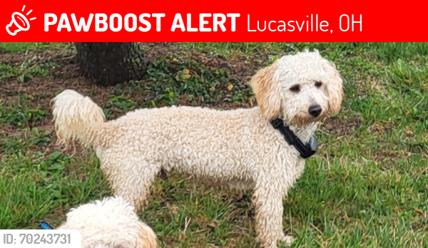 Lost Male Dog last seen corner Camp Creek Road and Salyers Road - Lucasville Ohio, Lucasville, OH 45648