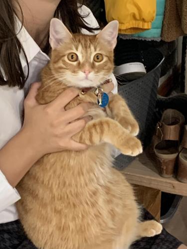 Lost Male Cat last seen Taft Hill Road and Harmony, Fort Collins, CO 80526