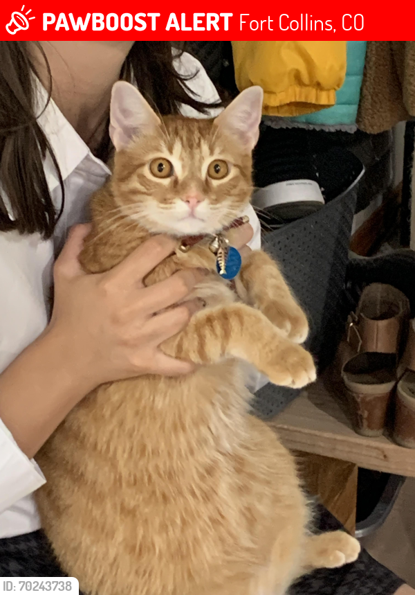 Lost Male Cat last seen Taft Hill Road and Harmony, Fort Collins, CO 80526