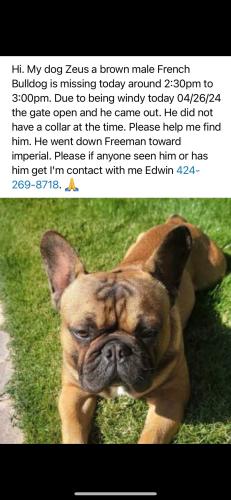 Lost Male Dog last seen Freeman and imperial, Hawthorne, CA 90250